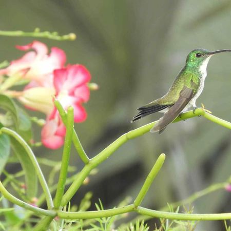 São LuísCasarao Da Fonte公寓 外观 照片