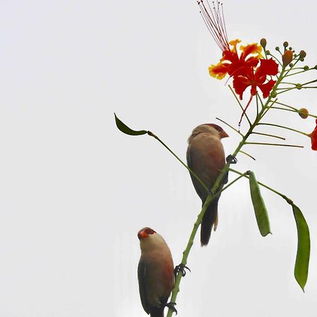 São LuísCasarao Da Fonte公寓 外观 照片